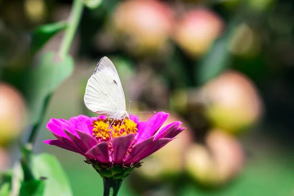 Borboleta Branca Sentada Uma Flor Rosa Jardim Fundo Maçãs — Fotografia de Stock