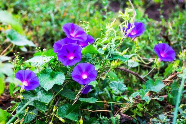 Violette Bloemen Ipomoea Het Bloembed Tuin — Stockfoto