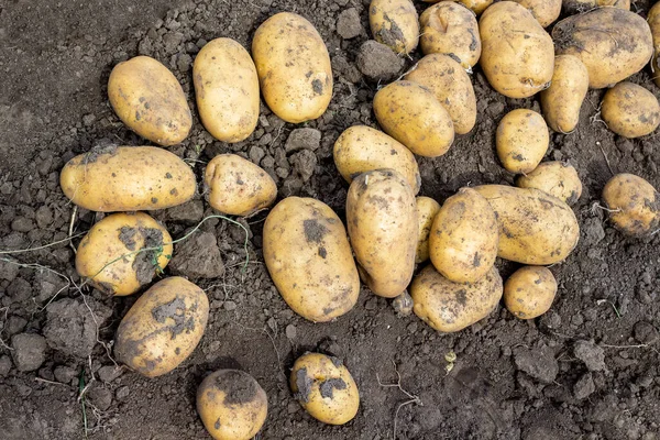 Урожай Картофеля Кровати Уборка Картофеля — стоковое фото
