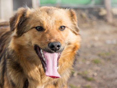 Güneşli havada ağzı açık genç kahverengi bir köpek. Portre yakın plan