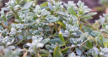 Hebe yaprakları bir desen oluşturuyor. Çiçek tarhında.