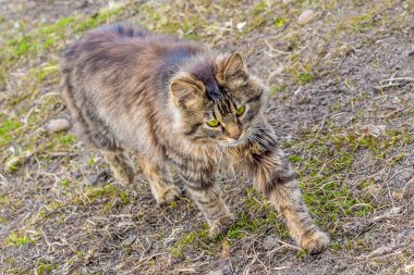 Bulanık bir arkaplanda kahverengi bir köpeğin yakın çekimi