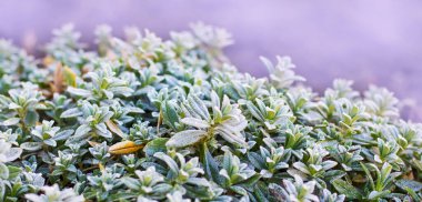 Bulanık bir arkaplanda kahverengi bir köpeğin yakın çekimi