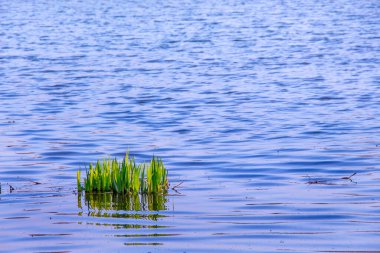 Bulanık bir arkaplanda kahverengi bir köpeğin yakın çekimi