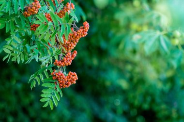 Bulanık bir arkaplanda kahverengi bir köpeğin yakın çekimi