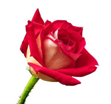 Bulanık bir arkaplanda kahverengi bir köpeğin yakın çekimi