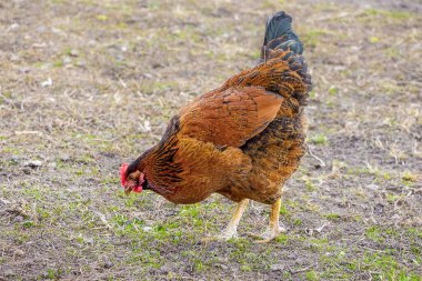 Bulanık bir arkaplanda kahverengi bir köpeğin yakın çekimi