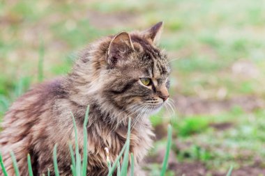 Bulanık bir arkaplanda kahverengi bir köpeğin yakın çekimi