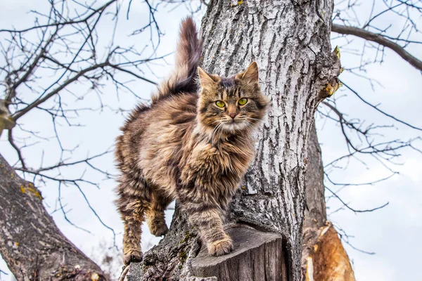 Young Striped Cat Climbing Tree — Stock Photo, Image