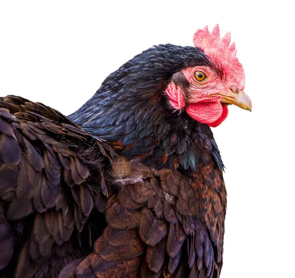Portrait of a black chicken on a white isolated background