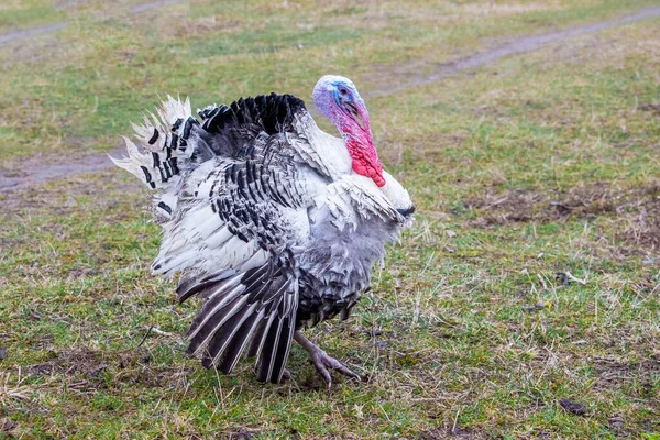 Turquía Con Alas Disueltas Patio Granja — Foto de Stock