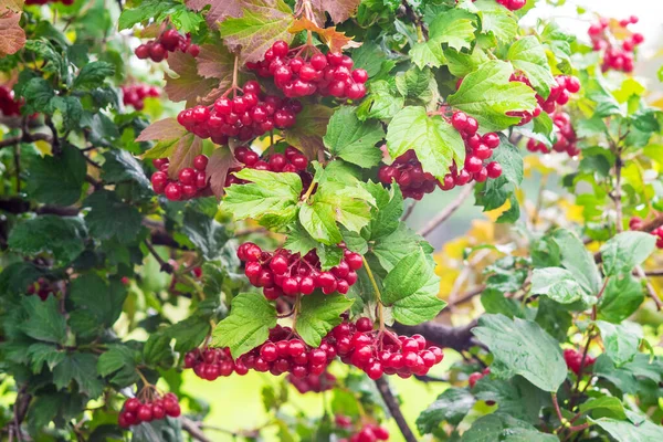 Kümeler Kırmızı Guelder Yeşil Yaprak Arasında Çalılar Üzerinde Gül — Stok fotoğraf