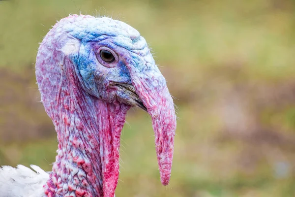 Turkey close up, portrait. The head of a turkey on a blurry background