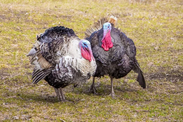 Dos Pavos Hierba Cría Pavos — Foto de Stock