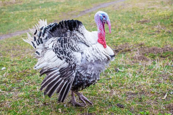 Турция Распущенными Крыльями Дворе Фермы — стоковое фото