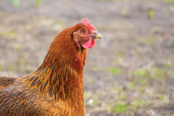 Barna Csirke Homályos Háttérrel Baromfitenyésztés — Stock Fotó