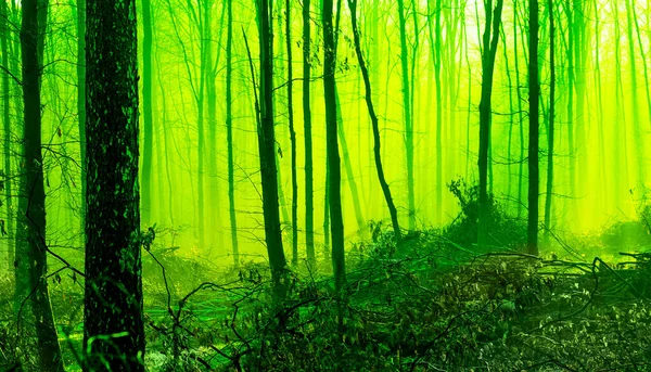 Nebliger Morgen Frühlingswald Mystischer Märchenwald Morgen Grünfärbung — Stockfoto