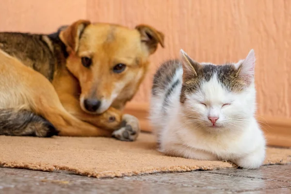 Köpek ve kedi halının üzerinde birlikte yatıyorlar. Köpek ve kedi arkadaştır.