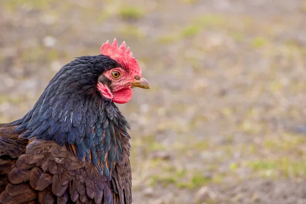 Black chicken close up on blurry background. Copy space