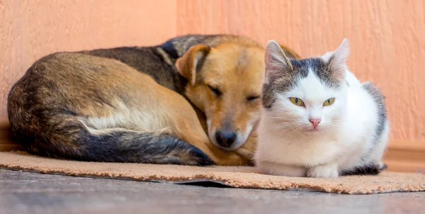 Σκύλος Και Γάτα Είναι Ξαπλωμένοι Στο Χαλί Μαζί Σκύλος Και — Φωτογραφία Αρχείου
