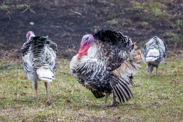 Bulanık Bir Arkaplanda Kahverengi Bir Köpeğin Yakın Çekimi — Stok fotoğraf