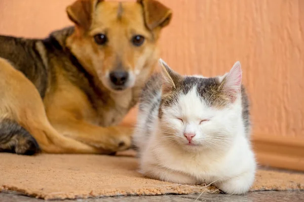 Bulanık bir arkaplanda kahverengi bir köpeğin yakın çekimi