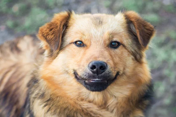 Primo Piano Cane Marrone Uno Sfondo Sfocato — Foto Stock