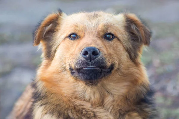 Närbild Brun Hund Suddig Bakgrund — Stockfoto