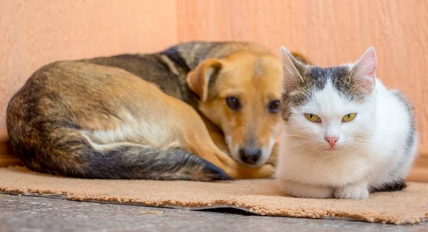 The dog and the cat are lying on the carpet together. Dog and cat are friends