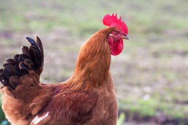 Çiftliğin bahçesinde kahverengi horoz yakın plan