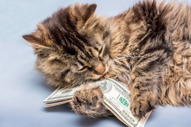 Kedi pençe dolar tutar. Zenginlik bizim elimizde