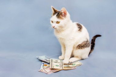 Açık mavi arka planda beyaz bir kedi dolar paketinin yanında oturur.