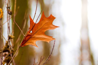 Sonbaharda bir ağaç dalında yaprak kuru.