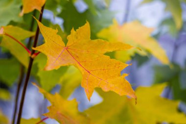 Sonbaharda ağaçta sarı akçaağaç yaprağı