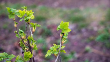 İlkbaharda ilk yeşil yapraklar üzümlü dallarda.