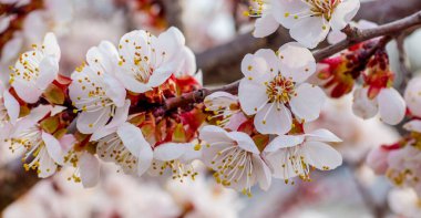 Kayısı çiçekleri güneşli bir günde kapanır