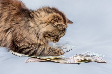 Kabarık çizgili bir kedi doların pençelerini tutar.