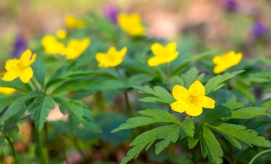 Baharın başlarında çiçeklenme sırasında sarı şakayıklar