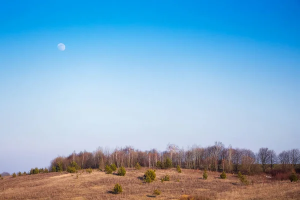 Landscape overlooking the forest and sky with the moon