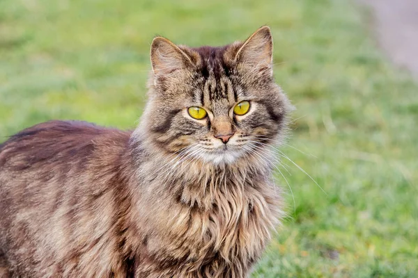 Porträt Einer Flauschig Gestreiften Katze Vor Grünem Gras — Stockfoto