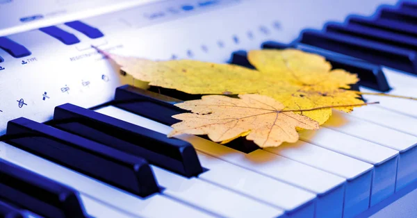 Gelbe Herbstblätter Auf Den Tasten Des Klaviers — Stockfoto