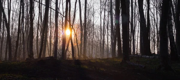 Sunrise in a dark, dense forest in the spring