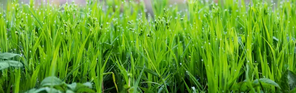Grünes Frisches Junges Gras Mit Morgendlichen Tautropfen Hintergrund Für Design — Stockfoto