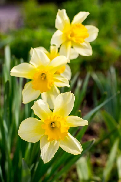 White Daffodils Flower Garden Sunny Weather Blurry Background Vertical Format — Stock Photo, Image