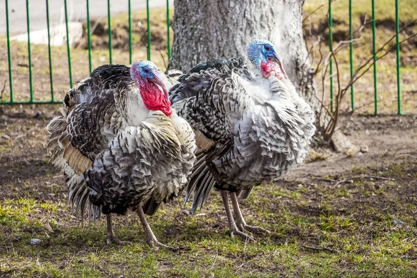 Çiftliğin Bahçesinde Iki Hindi Hindi Yetiştiriyorlar — Stok fotoğraf