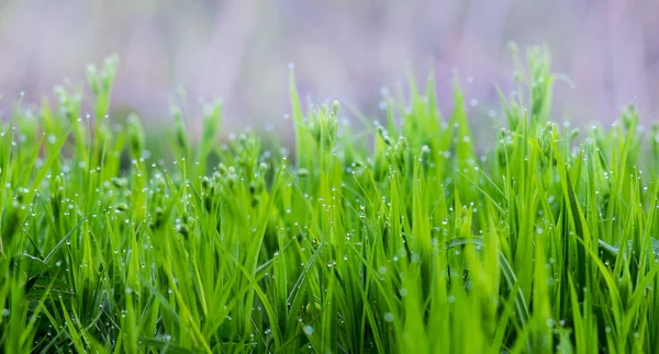 Frisches Grünes Gras Mit Tautropfen Hintergrund Für Design — Stockfoto