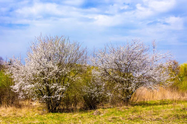 Árvores Fruto Período Floração Fundo Céu Azul Tempo Ensolarado — Fotografia de Stock