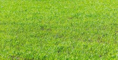 Güneşli havada parlak yeşil çimlerin dokusu