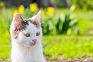 Beyaz kedi, güneşli havada bahçede çiçeklere yakın çekim yapar.