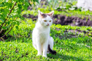 Beyaz bir kedi, güneşli bir havada, üzümlü çayırın yanındaki çimlerin üzerinde oturur.